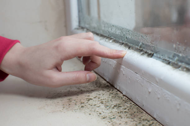 Best Real Estate Mold Inspection  in Chester, MD